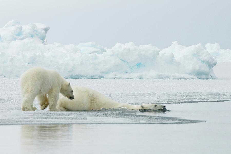 Usa Alaska Chukchi Sea Offshore Photograph By Steven Kazlowski