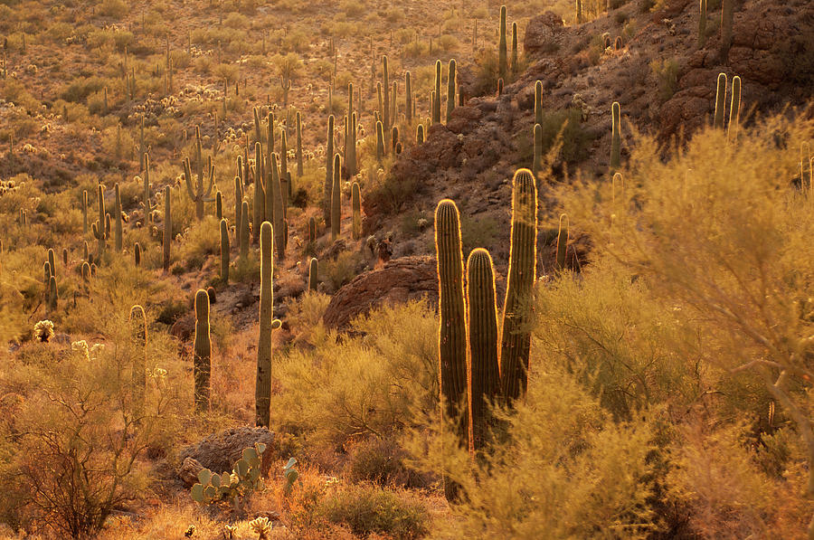 USA, Arizona, Tucson Mountain Park Photograph by Peter Hawkins - Fine ...