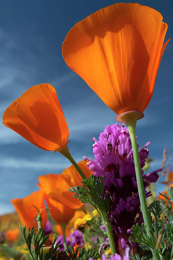 Antelope Valley Poppy Reserve Photograph - USA, California California Poppy #2 by Judith Zimmerman