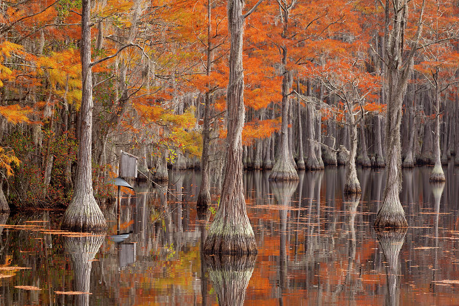 USA, George Smith State Park, Georgia Photograph by Joanne Wells - Fine ...