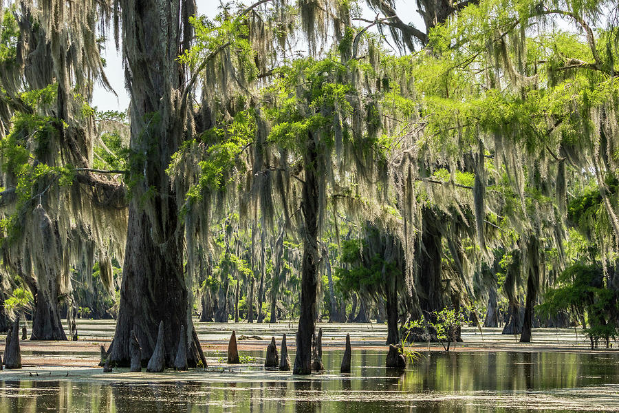 Landscape Photograph - USA, Louisiana, Atchafalaya National #2 by Jaynes Gallery