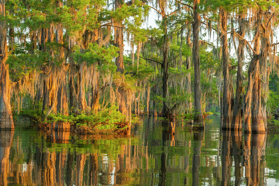 USA, Louisiana, Vermilion Parish Photograph by Jaynes Gallery Fine