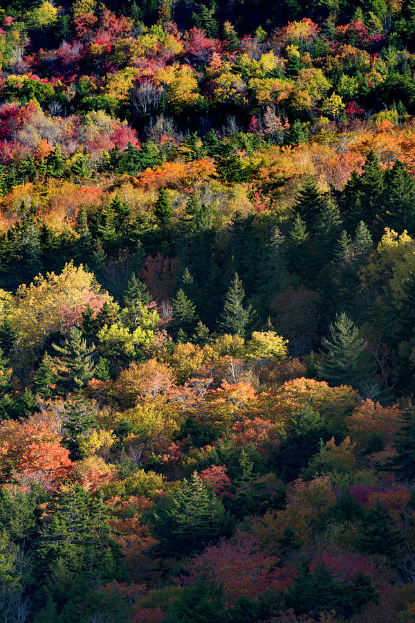 USA, Maine Sugar Maple, Sieur De Monts Photograph by Judith Zimmerman ...