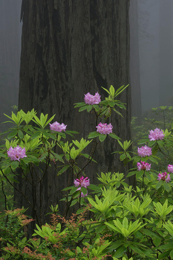 Nature Photograph - USA, Redwood National Park, California #2 by Judith Zimmerman