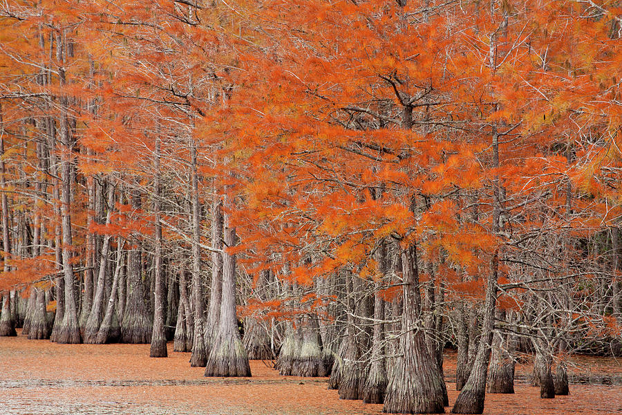 USA, Savannah, Georgia Photograph by Joanne Wells - Fine Art America