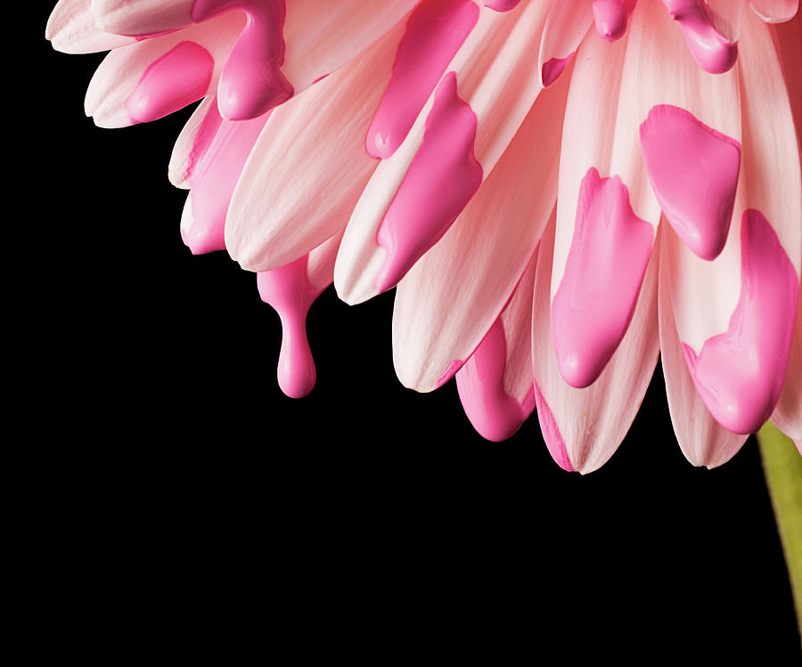 Usa, Utah, Lehi, Close-up Of Pink Daisy #2 Photograph by Mike Kemp