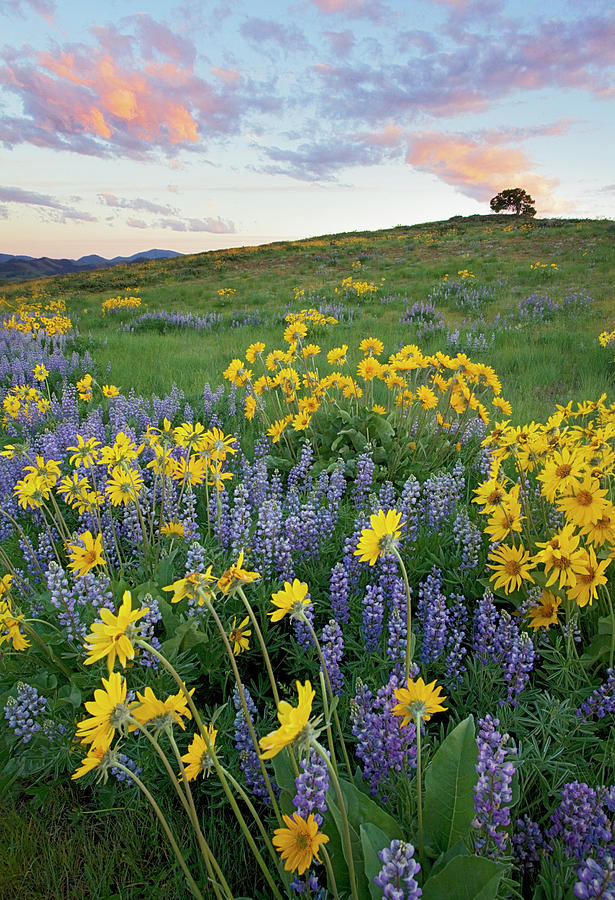 Arrowleaf Balsamroot Photograph - Usa, Washington State, Okanogan by Charles Gurche Arrowleaf Balsamroot Photograph - Usa, Washington State, Okanogan by Charles Gurche