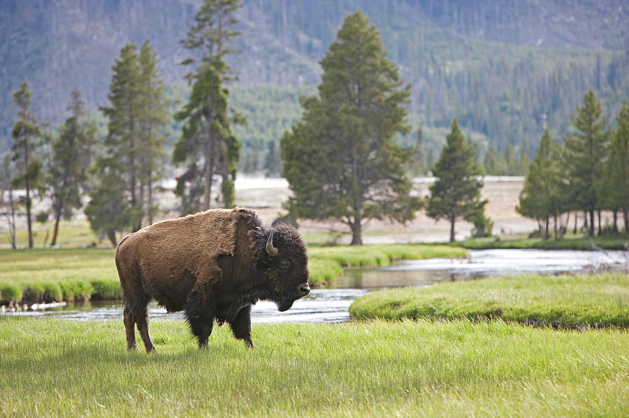 Usa, Wyoming, Yellowstone National #2 Photograph by Karl Weatherly