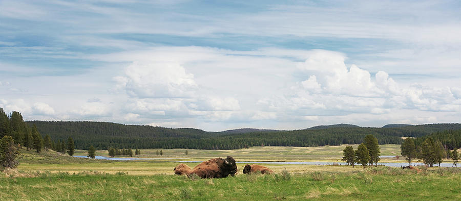 Usa, Wyoming, Yellowstone National #2 Photograph by Philip Nealey