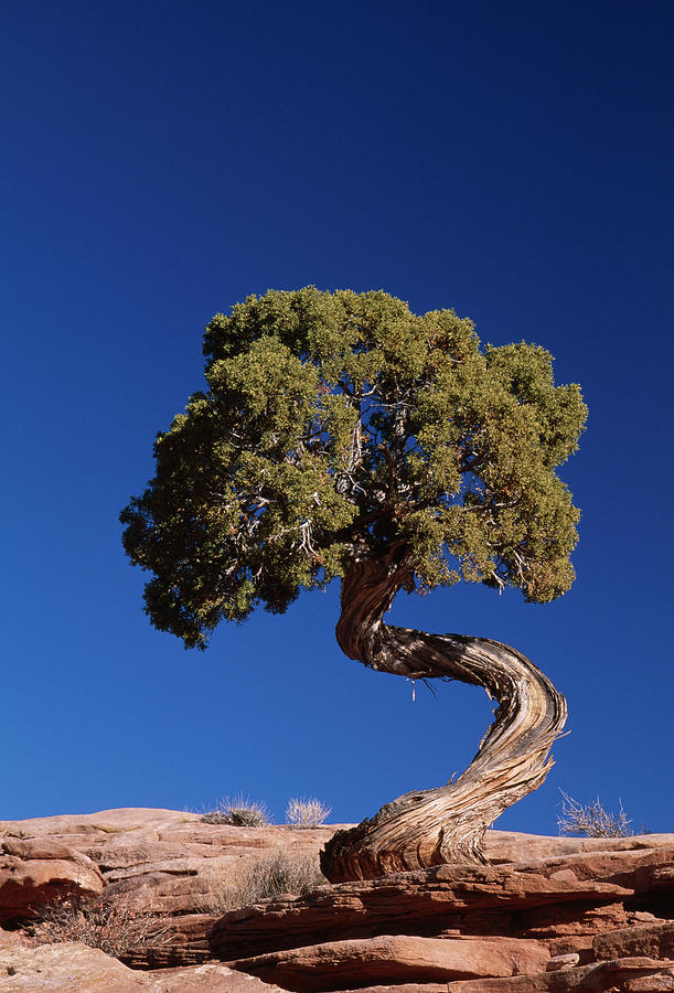 Utah Juniper Juniperus Osteosperma #2 Photograph by Nhpa