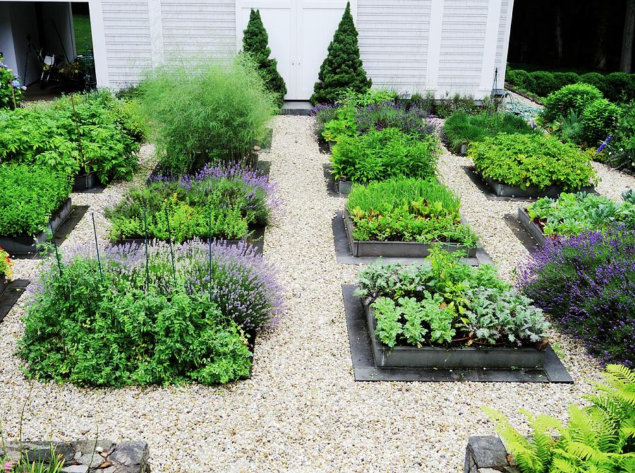 Various Beds On Herbs In A Garden Separated By Gravel Paths Photograph ...