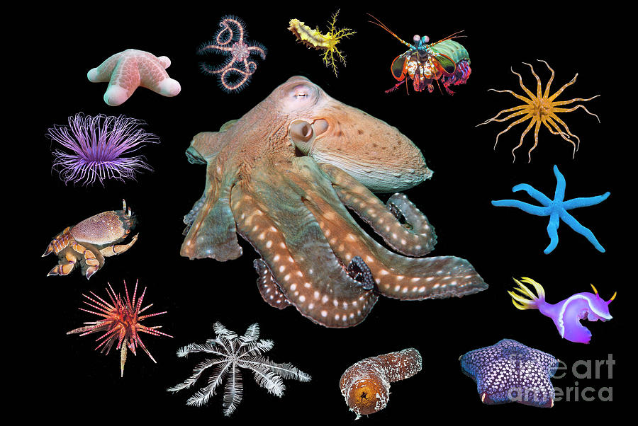 Marine Invertebrates