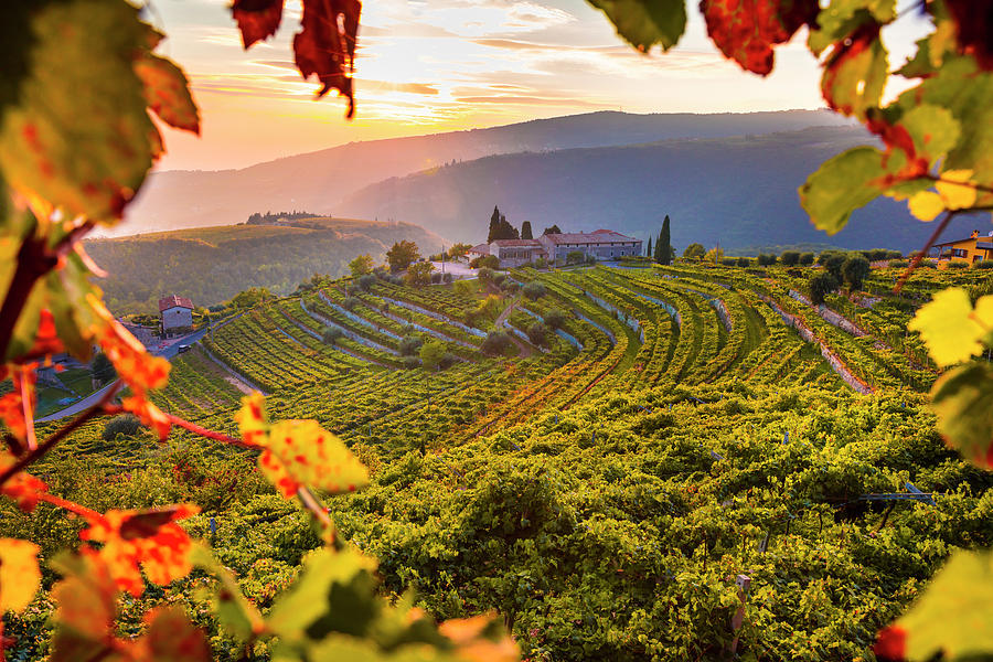 Veneto, Typical Landscape, Vineyards Digital Art by Olimpio Fantuz
