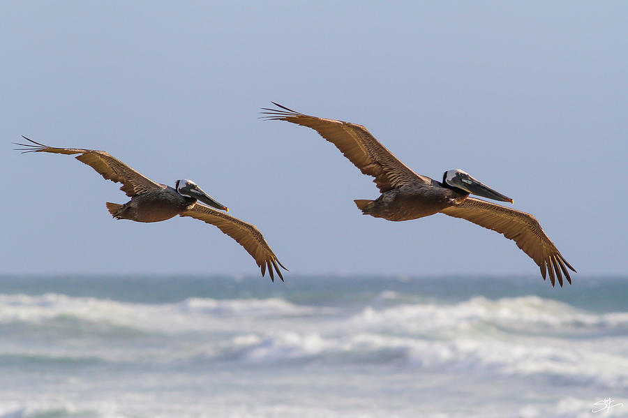 Ventura Brown Pelicans In Flight Photograph by Sean's Coastal Visions ...