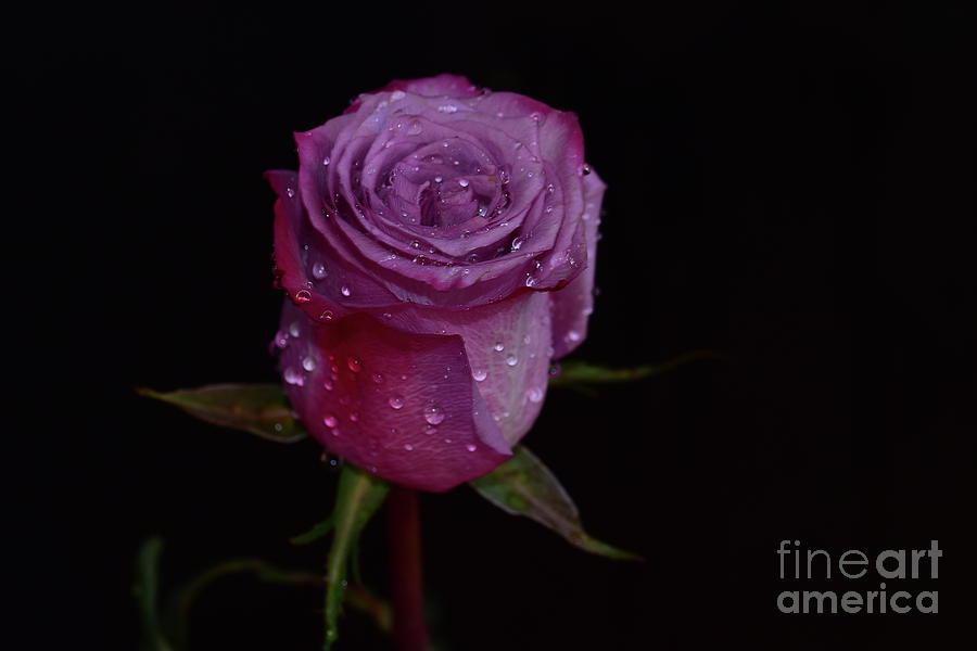 Very Pretty Purple Rose Flower Photograph by Elvira Ladocki - Fine Art ...