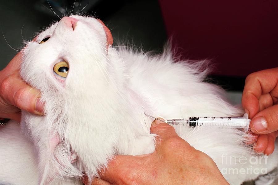 Vet Treating A Cat #2 Photograph by Mauro Fermariello/science Photo Library