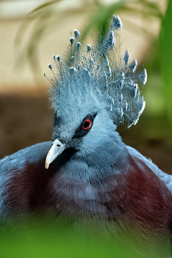 Victoria Crowned Pigeon #2 Photograph by Kuni Photography