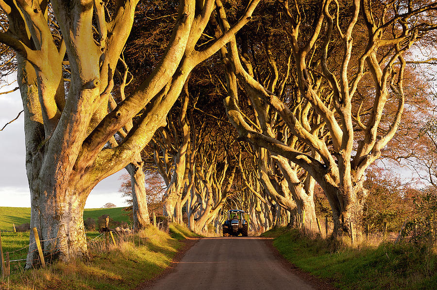 View Of Dark Hedges Avenue With Lined Beech Trees, Ireland, Uk #2 Photograph by Lukas Larsson Jalag