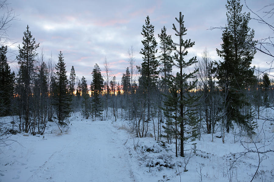 View Of Snow Landscape Of Lapland At Sunset, Finland #2 Photograph by Jalag / Dick Sullivan