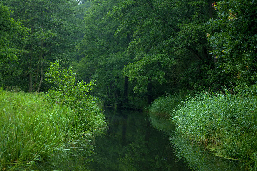 View Of Trees And Rivers At Spreewald, Berlin, Germany #2 Photograph by Jalag / Joerg Lehmann