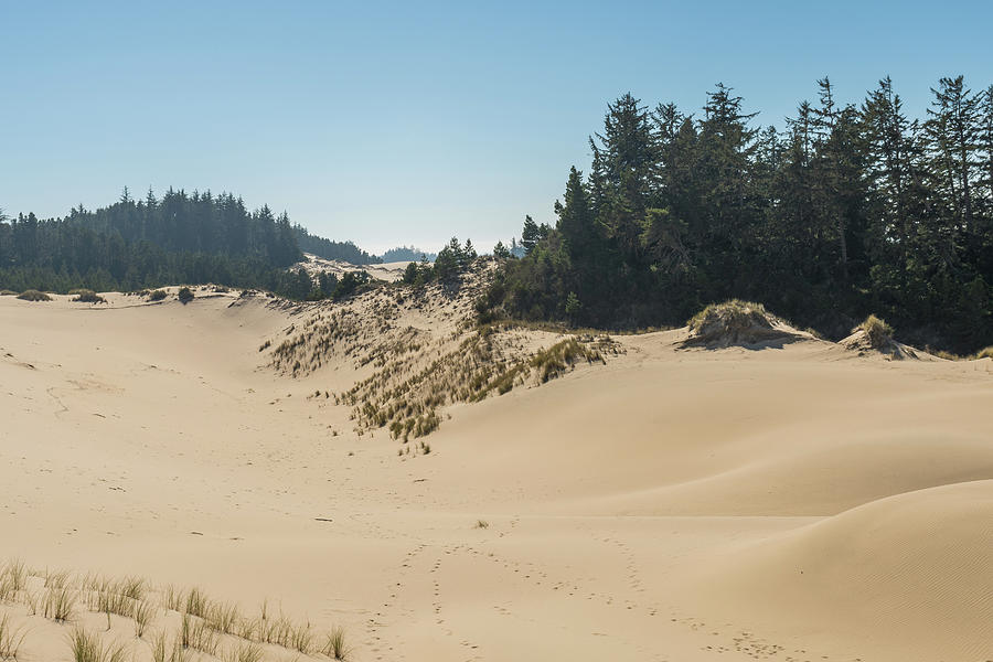 Views Of A Sand Hill From A High Point Of View Over The Oregon Dunes Photograph