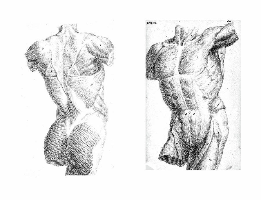 2 Views of the human torso, muscles and internal organs  Photograph by Steve Estvanik
