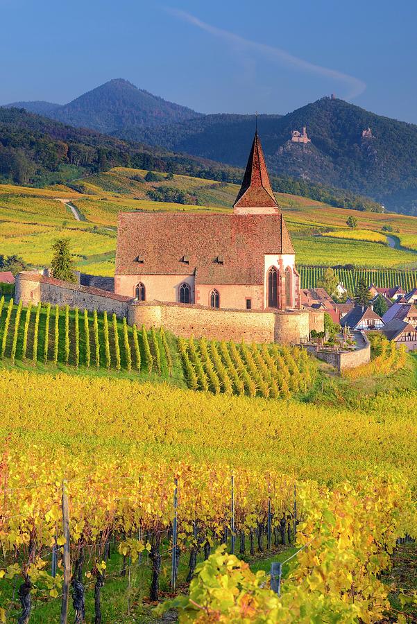 Vineyards In Alsace #2 Digital Art by Francesco Carovillano