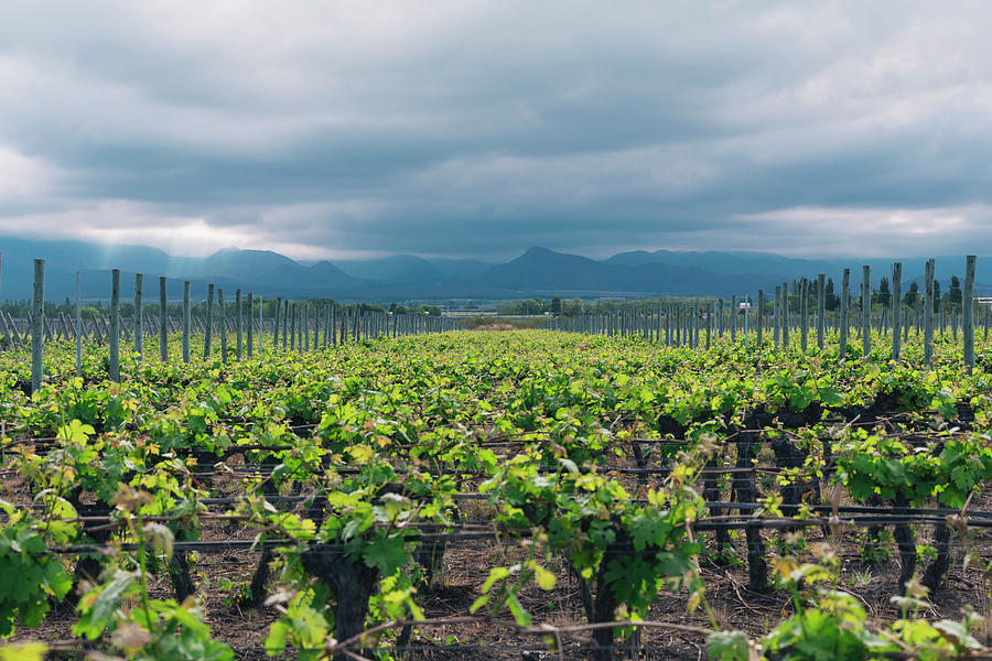Wine Photograph - Vineyards On Cloudy Day Next To The Andes Mountain Range #2 by Cavan Images