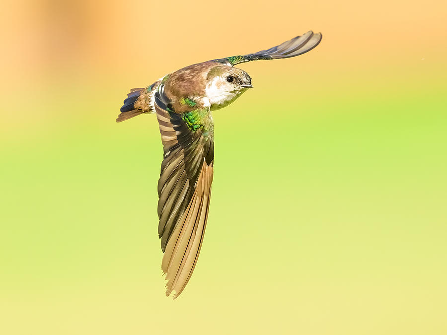 Violet-green Swallow In Flight Photograph by Moses Wang - Pixels