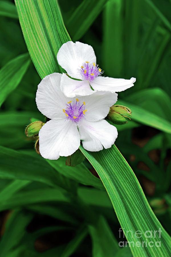 Flower Photograph - Virginia Spiderwort (tradescantia Virginiana) #2 by Dr. Nick Kurzenko/science Photo Library