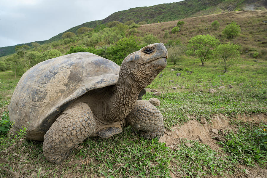 Volcan Alcedo Giant Tortoise #2 Photograph by Tui De Roy