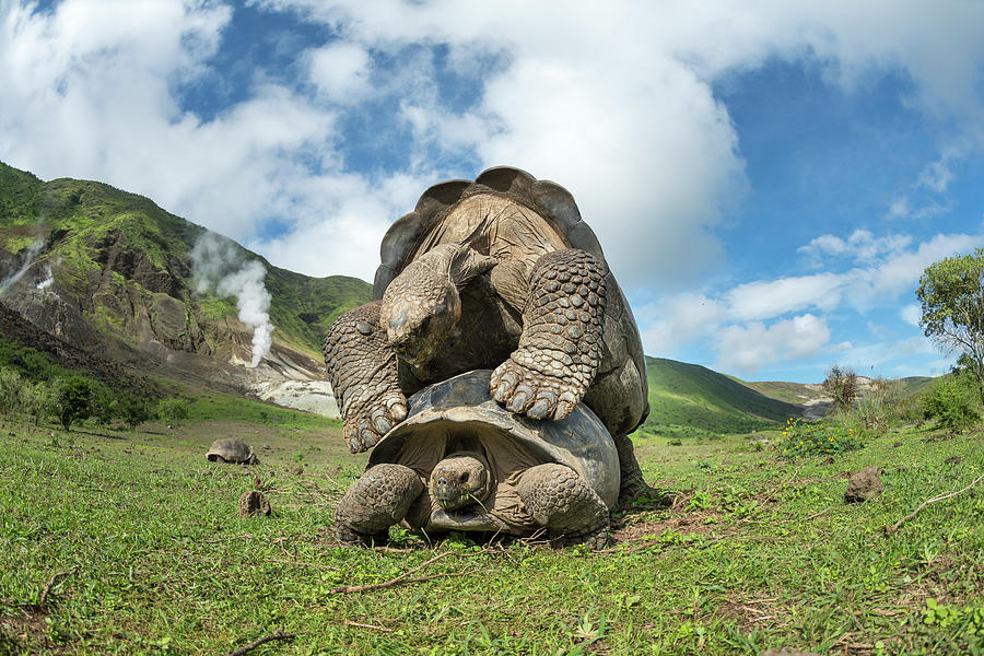 Volcan Alcedo Giant Tortoises Mating #2 Photograph by Tui De Roy