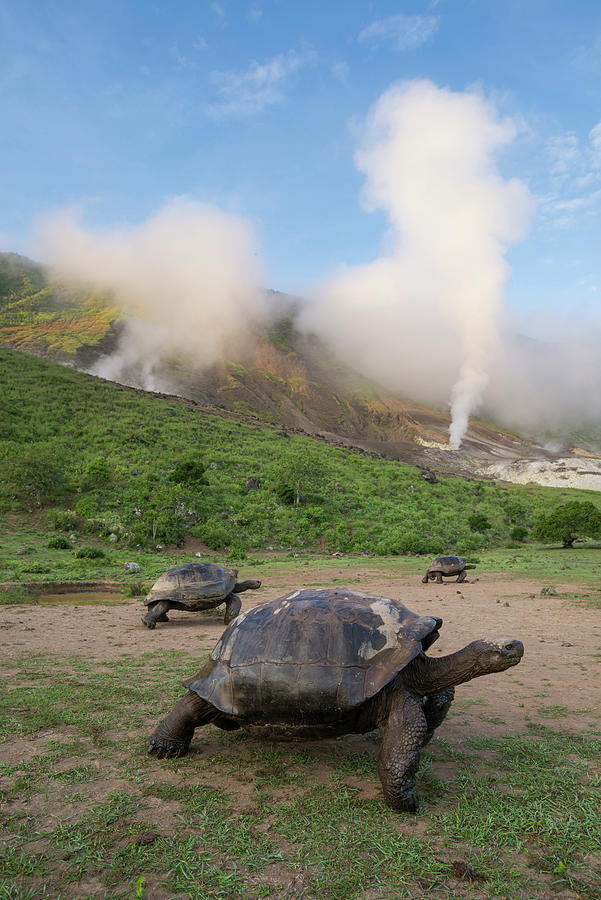 Volcan Alcedo Tortoises And Fumaroles #2 Photograph by Tui De Roy