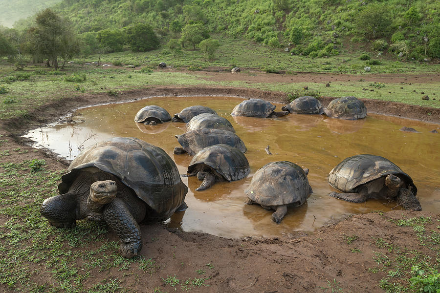 Volcan Alcedo Tortoises In Wallow Photograph by Tui De Roy Volcan Alcedo Tortoises In Wallow Photograph by Tui De Roy
