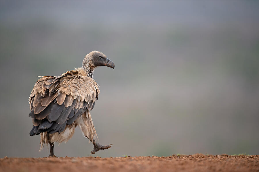 Wildlife Photograph - Vulture #2 by Marco Pozzi