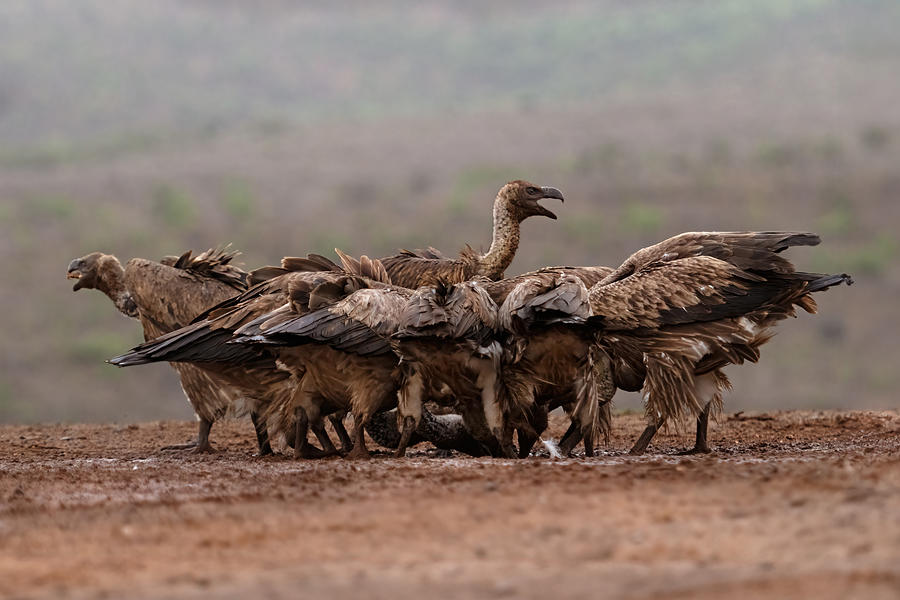 Wildlife Photograph - Vultures #2 by Marco Pozzi