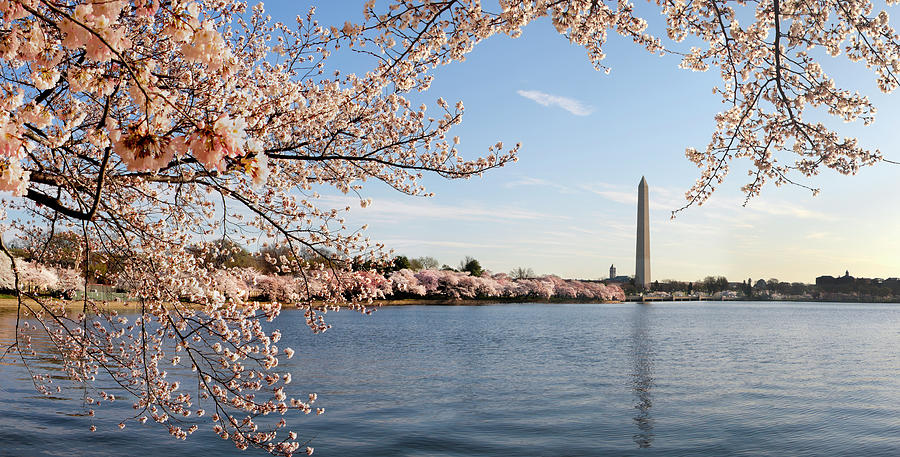 Nature Photograph - Washington Dc Cherry Blossoms And #2 by Ogphoto