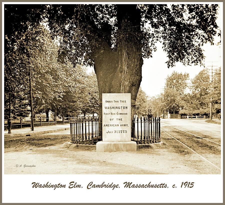 Washington Elm, Cambridge, Massachusetts, c. 1915 #3 Photograph by A Macarthur Gurmankin