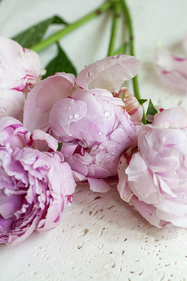 Water Droplets On Pink Peonies #2 Photograph by Ryla Campbell