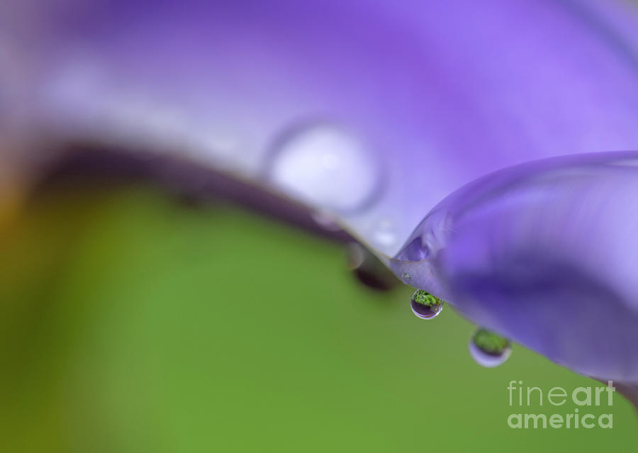 Water drops on iris by Odon Czintos Water drops on iris by Odon Czintos