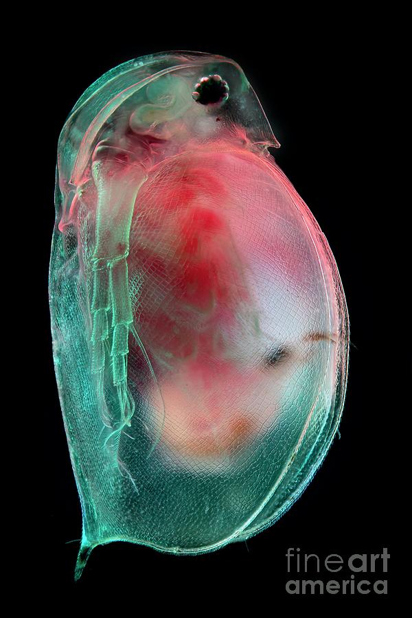 Water Flea #2 Photograph by Frank Fox/science Photo Library