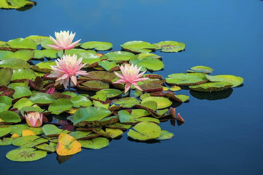 Water Lilies #2 Photograph by June Marie Sobrito