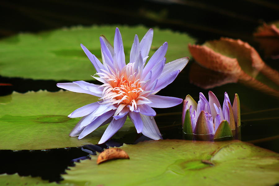 Water Lilies #2 Photograph by Kevin Wheeler