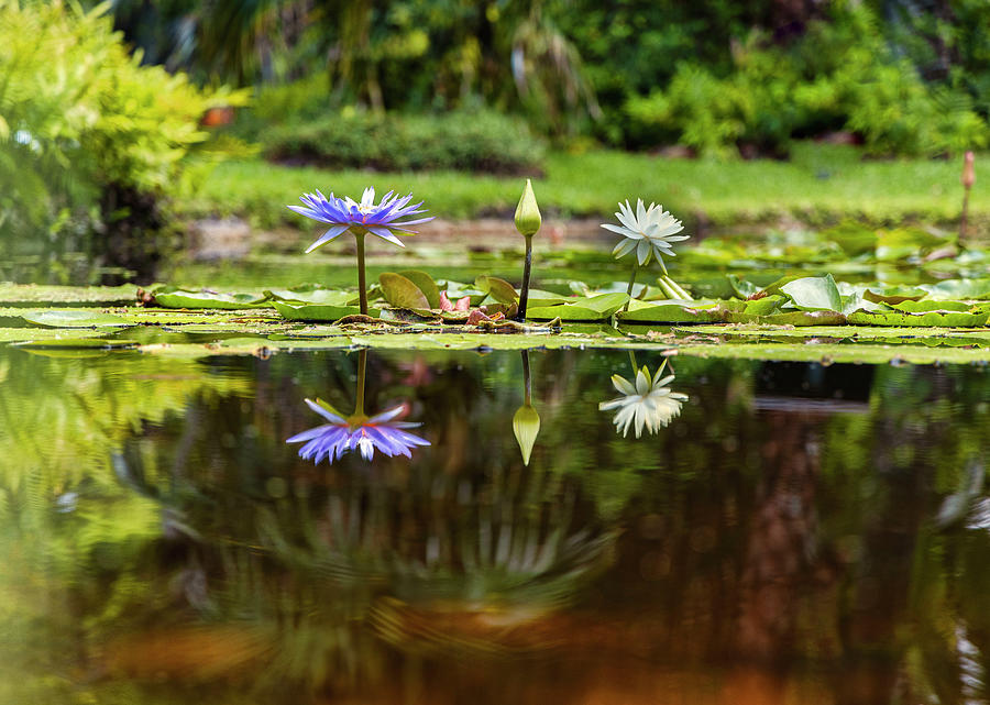 Water Lilies #2 Digital Art by Laura Diez