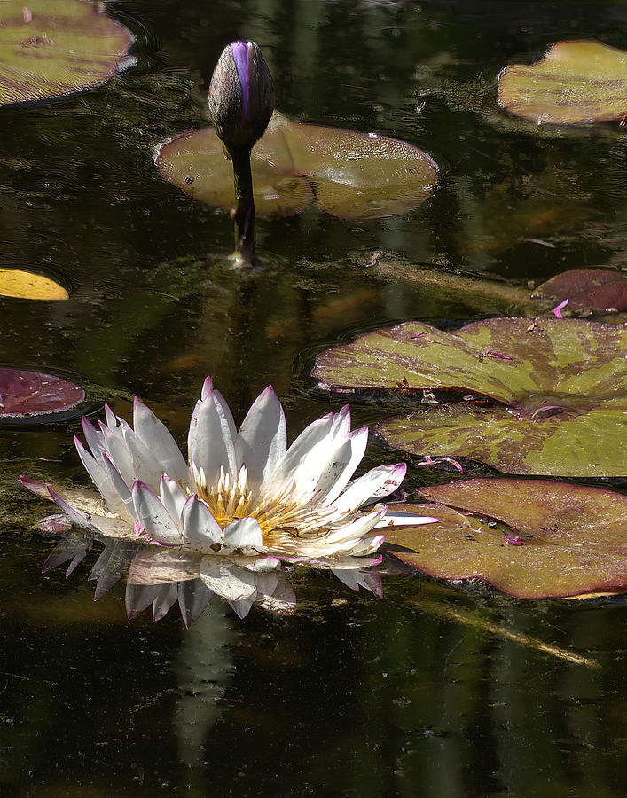 Water Lily #2 Photograph by Michael Gordon