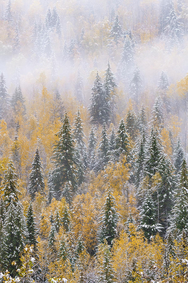 Wells Gray Provincial Park After Snowfall #2 Photograph by Jeff Foott
