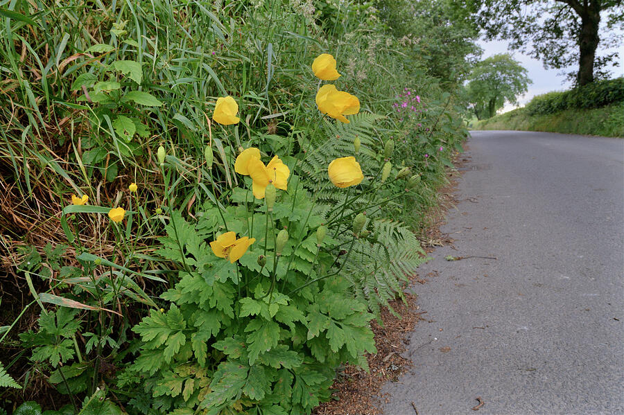 Welsh Poppy Flowering On A Roadside Verge, Ceredigon #2 Photograph by ...