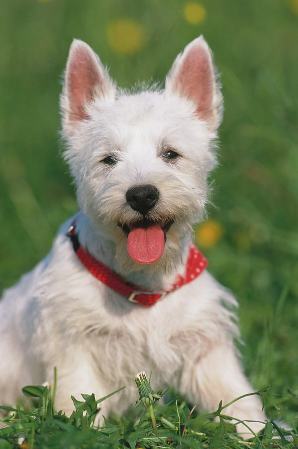 West Highland White Terrier #2 Digital Art by Oliver Giel
