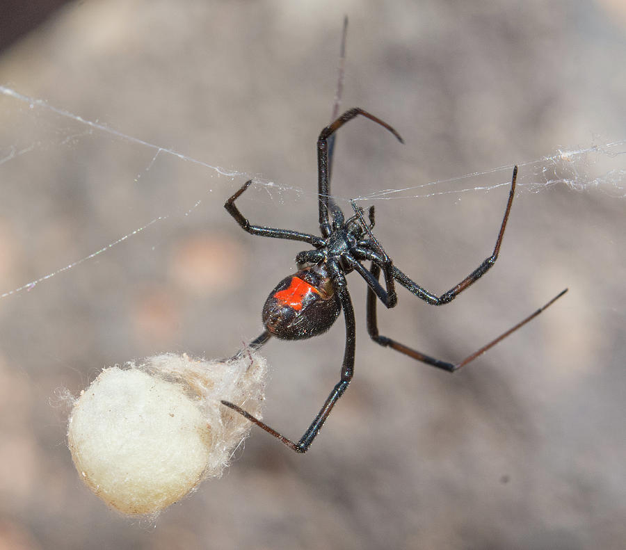 Western Black Widow With Egg Sac Photograph by John Serrao - Fine Art ...