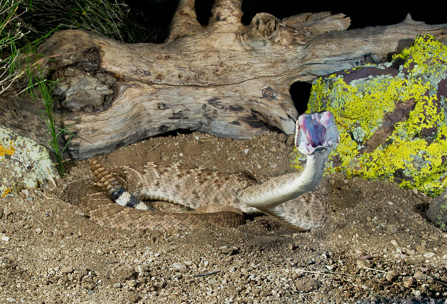 Western Diamondback Rattlesnake #2 Photograph by James Zipp